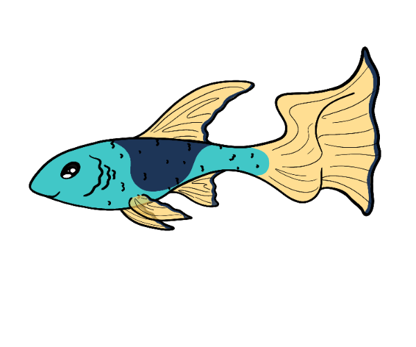Sunny Guppy