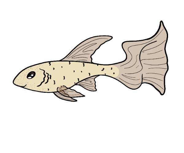 Question Littlefin