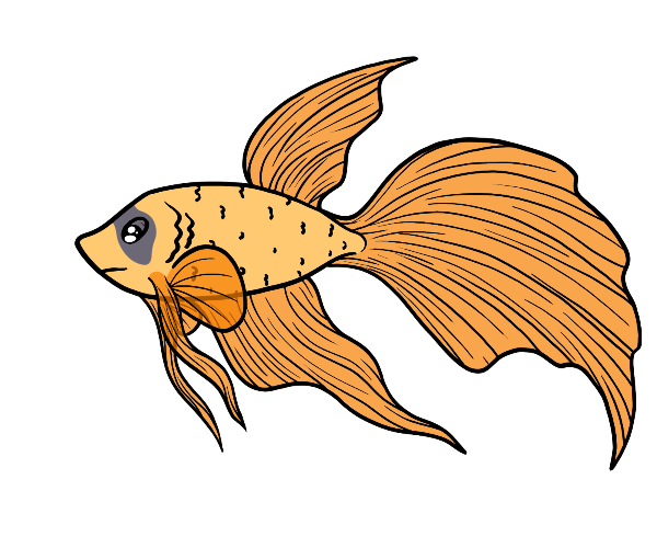 Silken Betta