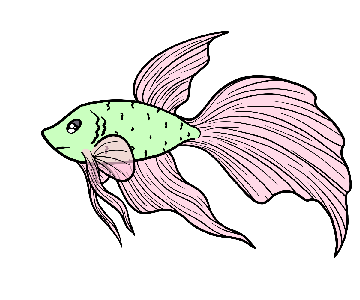 Shell Veilfin