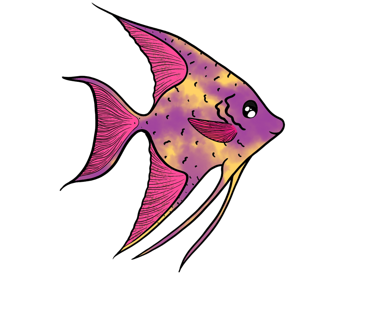 Zigzag Angelfish