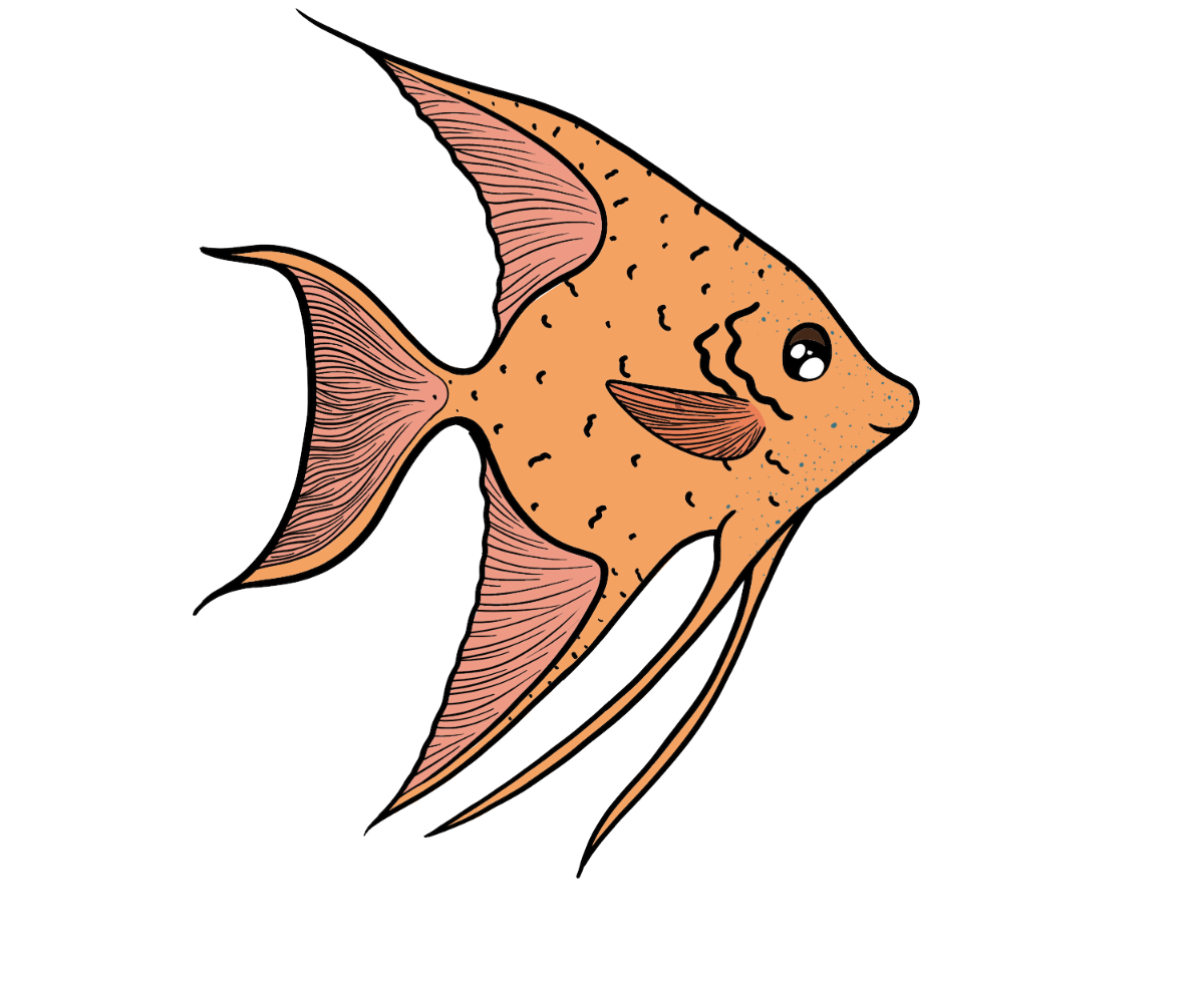 Lantern Angelfish