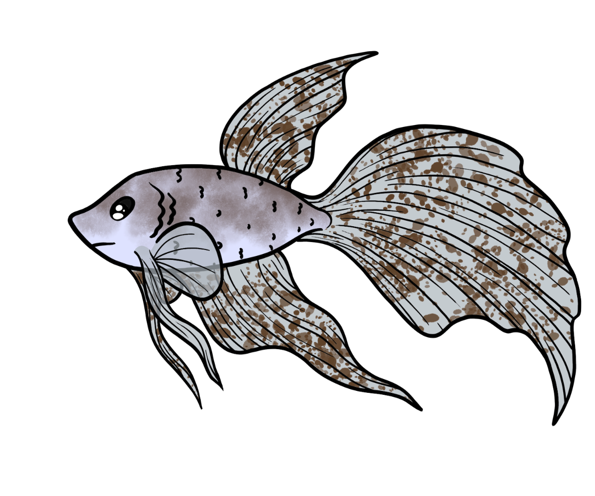Silken Rosefin