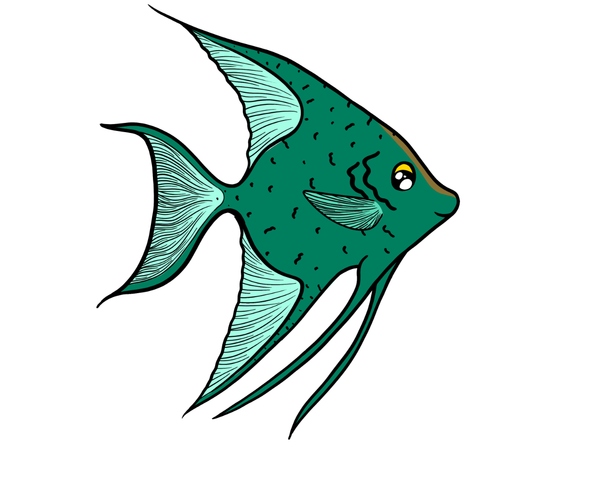 Bop Angelfish
