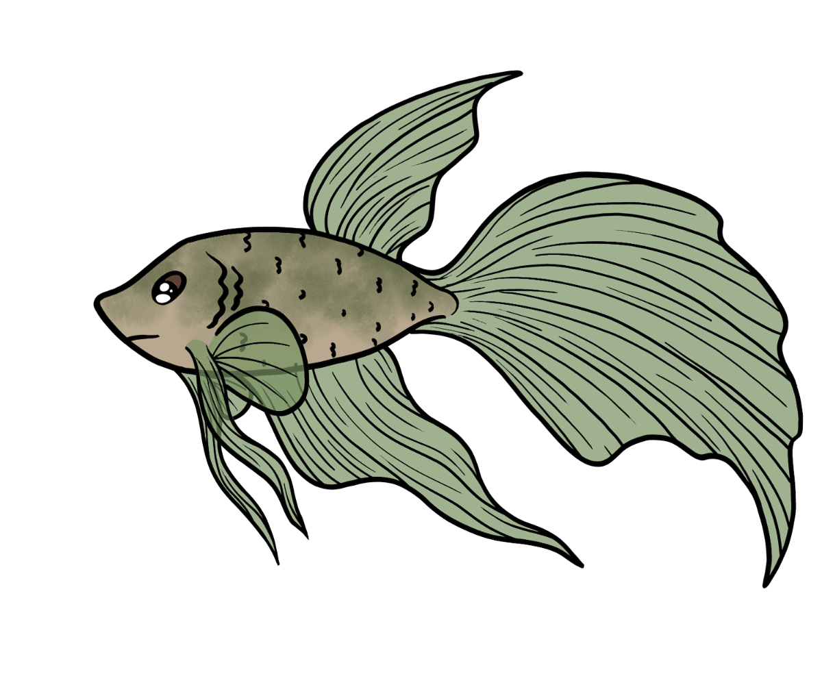 Velvet Rosefin