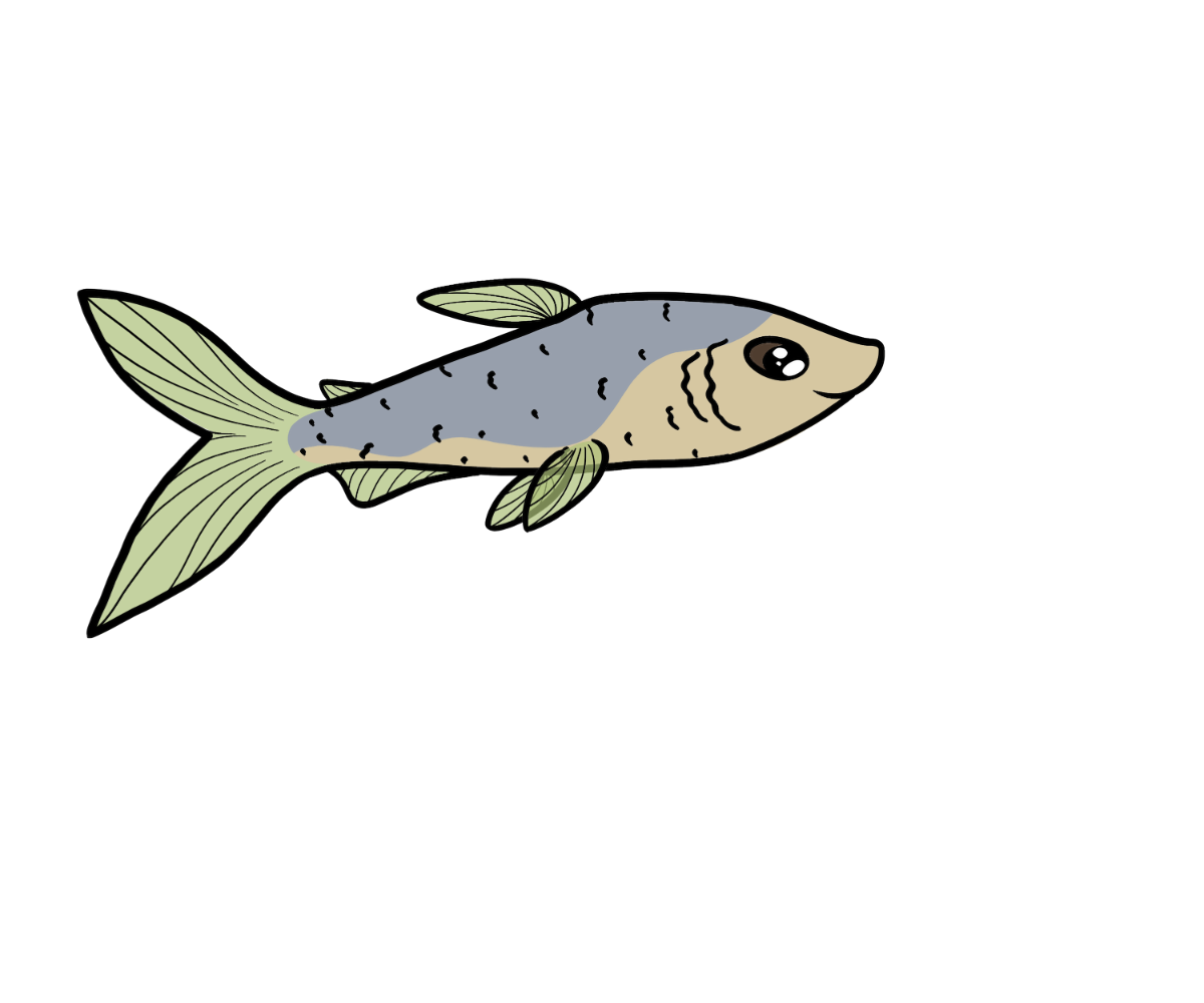 Friend Dartfish