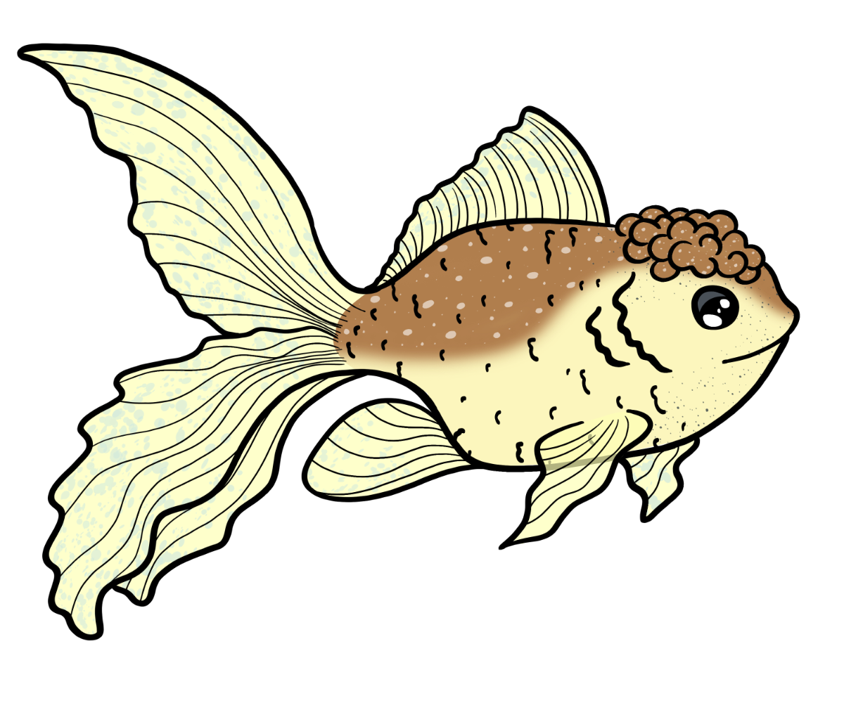 Clover Fancyfin