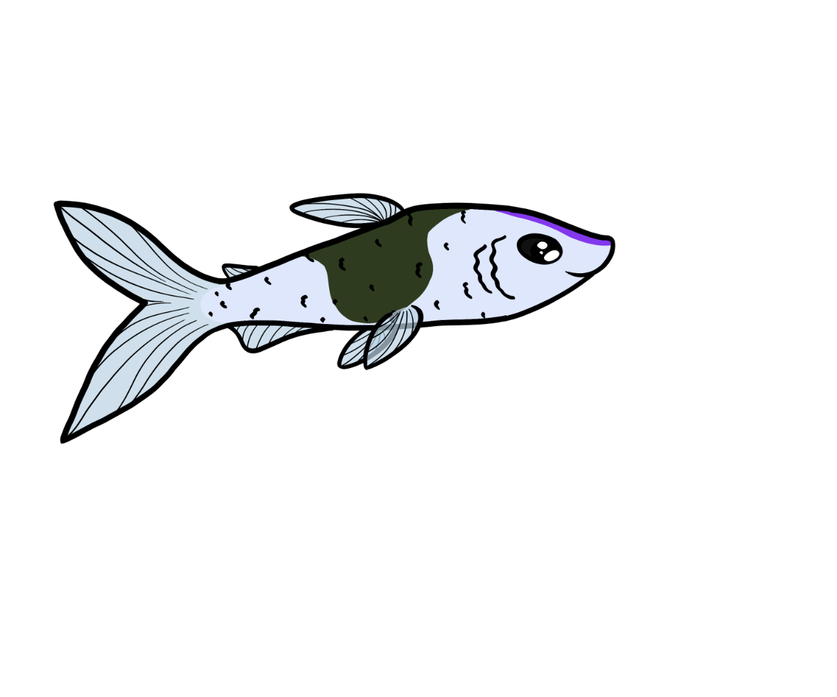 Murmur Dartfish
