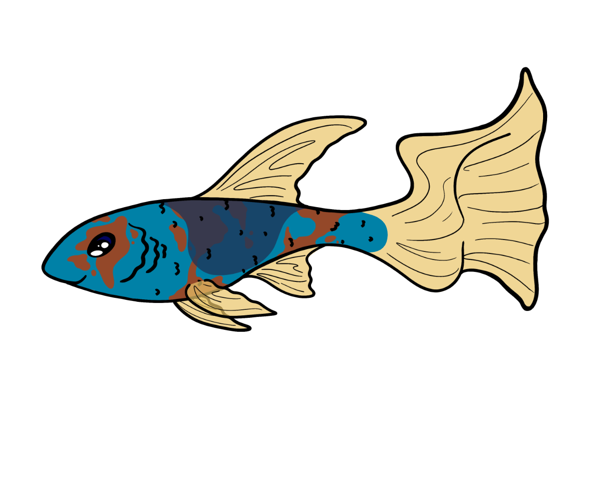 Fizz 